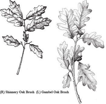 Shinnery and Gambel Oak Brush